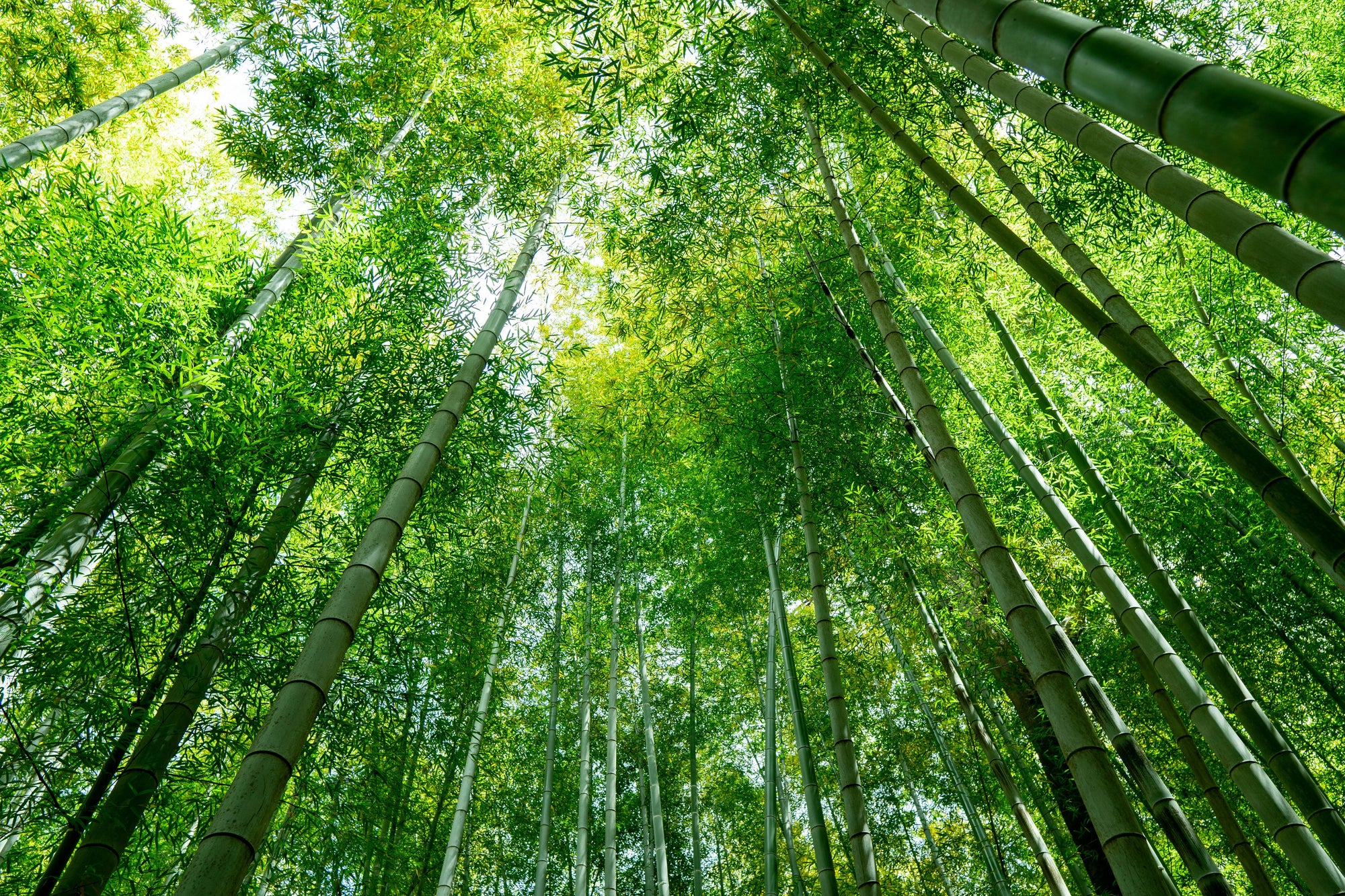 Organic and Natural Materials