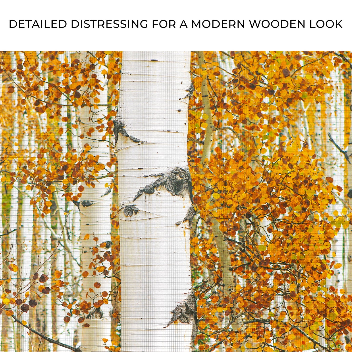 Autumn Tree Barks - Canvas Print
