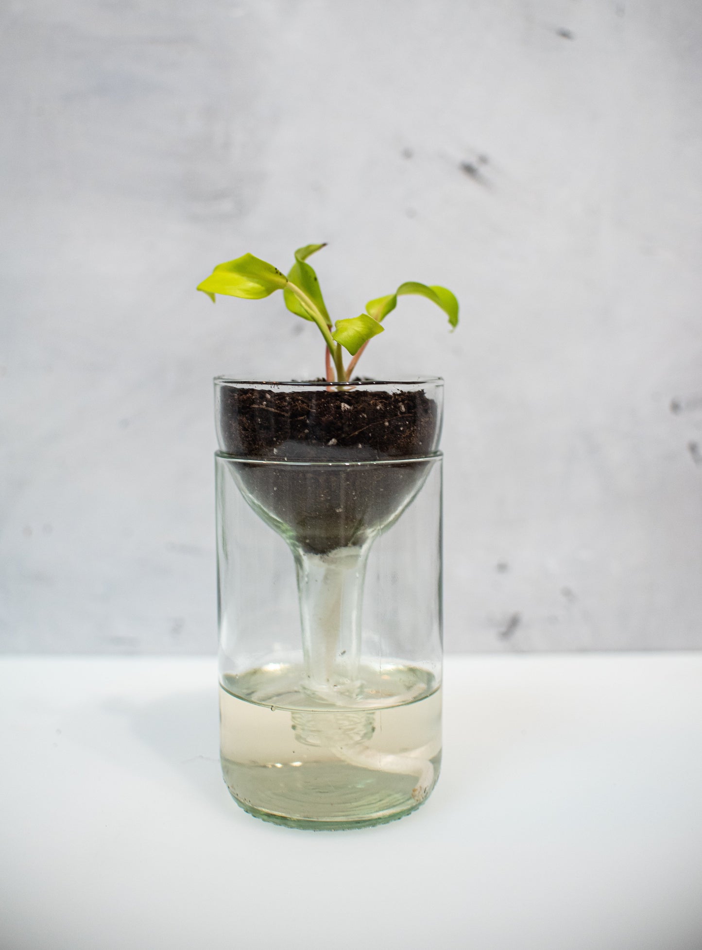 Self Watering Planter - Recycled Glass