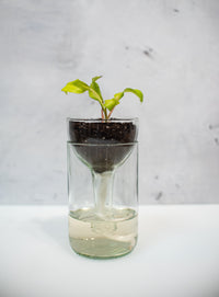 Self Watering Planter - Recycled Glass
