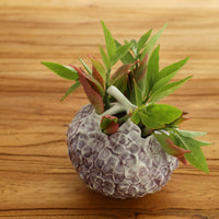 Hydrangea Ceramic Vase